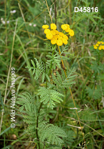 Common Tansy (Tanacetum vulgare)